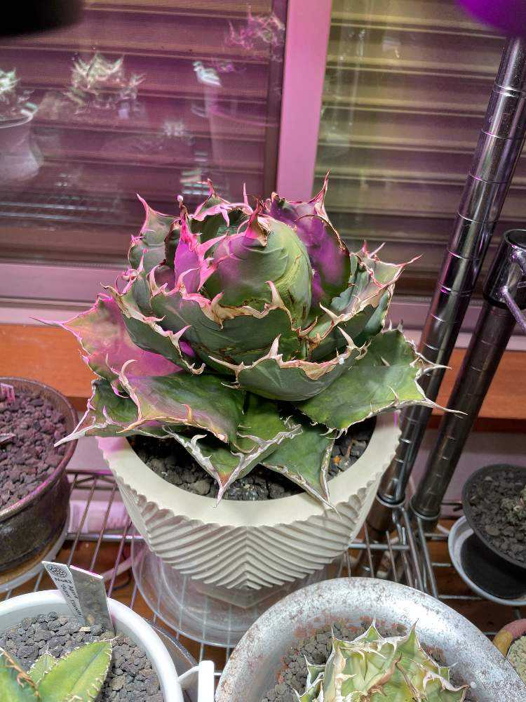 アガベ チタノタ 江隈白鯨 成長記録｜🍀GreenSnap（グリーン