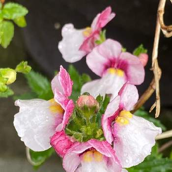 ネメシア　メロウの画像 by Bookmarkさん | ネメシア　メロウとネメシア　ピンクスワンと毎日お花に癒されると訪問先でと癒されるとピンクのお花と可愛いと可愛いに癒される