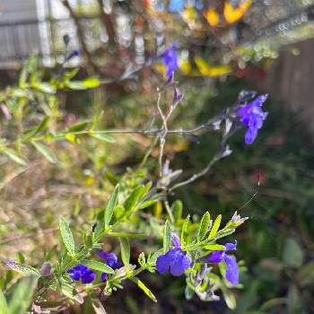 宿根サルビアブルーノートの投稿画像一覧 Greensnap グリーンスナップ