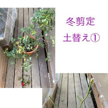 バラ冬支度の投稿画像一覧 Greensnap グリーンスナップ