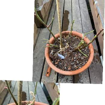 バラの冬剪定の投稿画像一覧 Greensnap グリーンスナップ