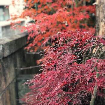 赤葉の画像 by BTMさん | 小さな庭と和の趣と自然が織りなす色とモミジ♪と風にのると和の庭とカエデもみじと赤葉と紅葉（こうよう）と真紅と晩秋と色変化と枝垂れ