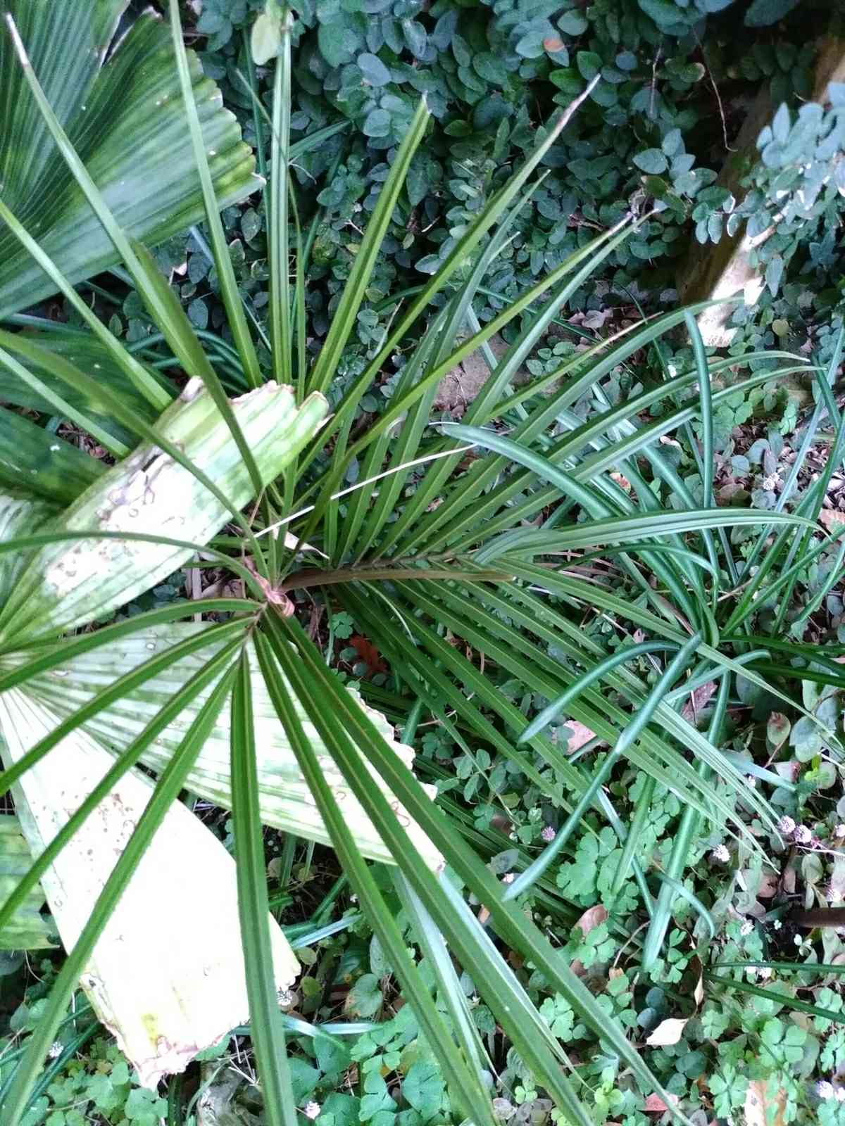 Rhopalostylis sapidaの一覧｜🍀GreenSnap（グリーンスナップ）