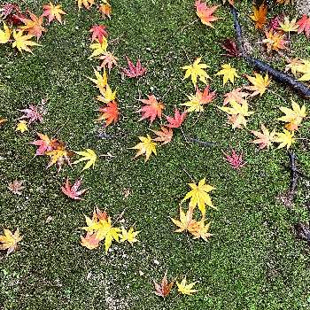 秋の日の画像 by ツジコさん | 広い庭と紅葉（こうよう）と秋の日