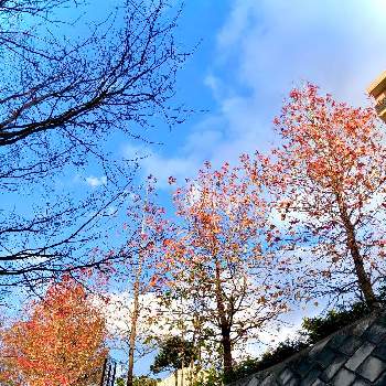 深まる秋の画像 by さぼさぼさん | ソメイヨシノとモミジバフウと秋色散歩と土曜はお空の発表会と深まる秋と医療・介護の皆様に感謝と小春日和と夕焼けと穏やかな日と雲仲間とコロナに負けるな！と黄色い葉っぱと赤い葉っぱと心和むひと時を…と明日はきっと良い日になると秋の色と2021紅葉発表会と紅葉2021♡と美しく青きドヨウ