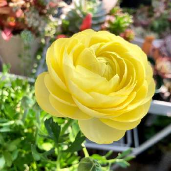 黄色いラナンキュラスの画像 by グリーンベル♪ さん | 黄色いラナンキュラスと今日のお花♡