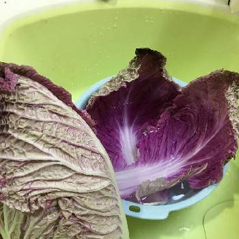 珍しい野菜の画像 by ミイちゃんママさん | キッチンと紫白菜とスマホで撮影と珍しい野菜と母の畑から