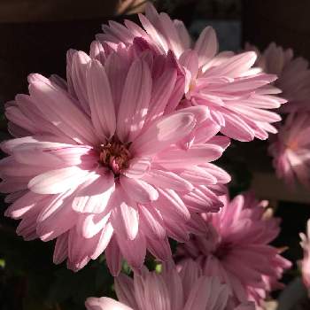 クリサンセマム　マウントオービスクの画像 by rinmegさん | 小さな庭とクリサンセマム　マウントオービスクとスプレーマムと花と緑のある暮らしといつもありがとう♡とピンク❤︎ピンクとGSのみなさんに感謝♡とかわいいとお花のある生活とお花で癒されよう❤️と楽しみ〜