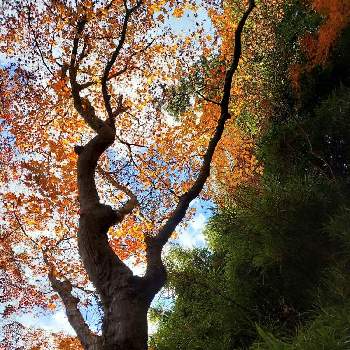 気になる木の画像 by パープルさん | お出かけ先と気になる木の紅葉と2020年5月同期と太平山·謙信平と初冬の風景♪と気になる木と紅葉した葉と山の光と影