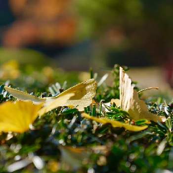 静かな時間の画像 by senさん | お出かけ先と観察と新宿御苑と静かな時間とイチョウの葉とはっぱ