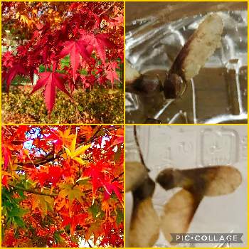 もみじの種 の投稿画像一覧 Greensnap グリーンスナップ