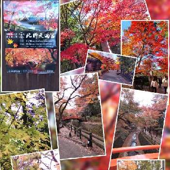 秋の京都の画像 by さぁねーちゃんさん | お出かけ先と北野天満宮と秋の京都としぞーか勢と京都御苑と女子3人旅と毎年恒例