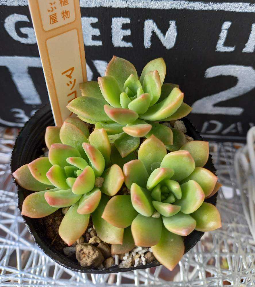 389💐マッコス マルコス アーリーデイト｜🍀GreenSnap（グリーンスナップ）