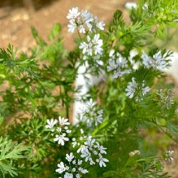 パクチーの花の投稿画像一覧 Greensnap グリーンスナップ