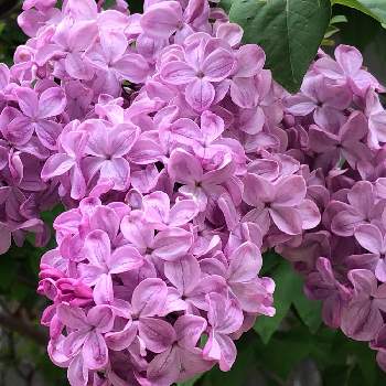 ライラックの花の画像 by ポリッピーさん | いつもありがとう♡とお花は人を元気にするときれいな色とピンクのお花とかわいいとお花のある生活とライラックの花とライラック❤︎と散歩中