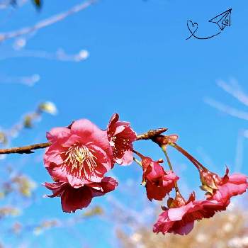 秋を感じての画像 by ミンちゃんさん | 桜　エレガンスみゆきとピンク❤︎ピンクと花旅　in KYOTOと木いろいろと花いろいろと꒰ღ˘◡˘ற꒱かわゅ~と秋を感じてと京都府立植物園と私好み♡と秋咲き桜