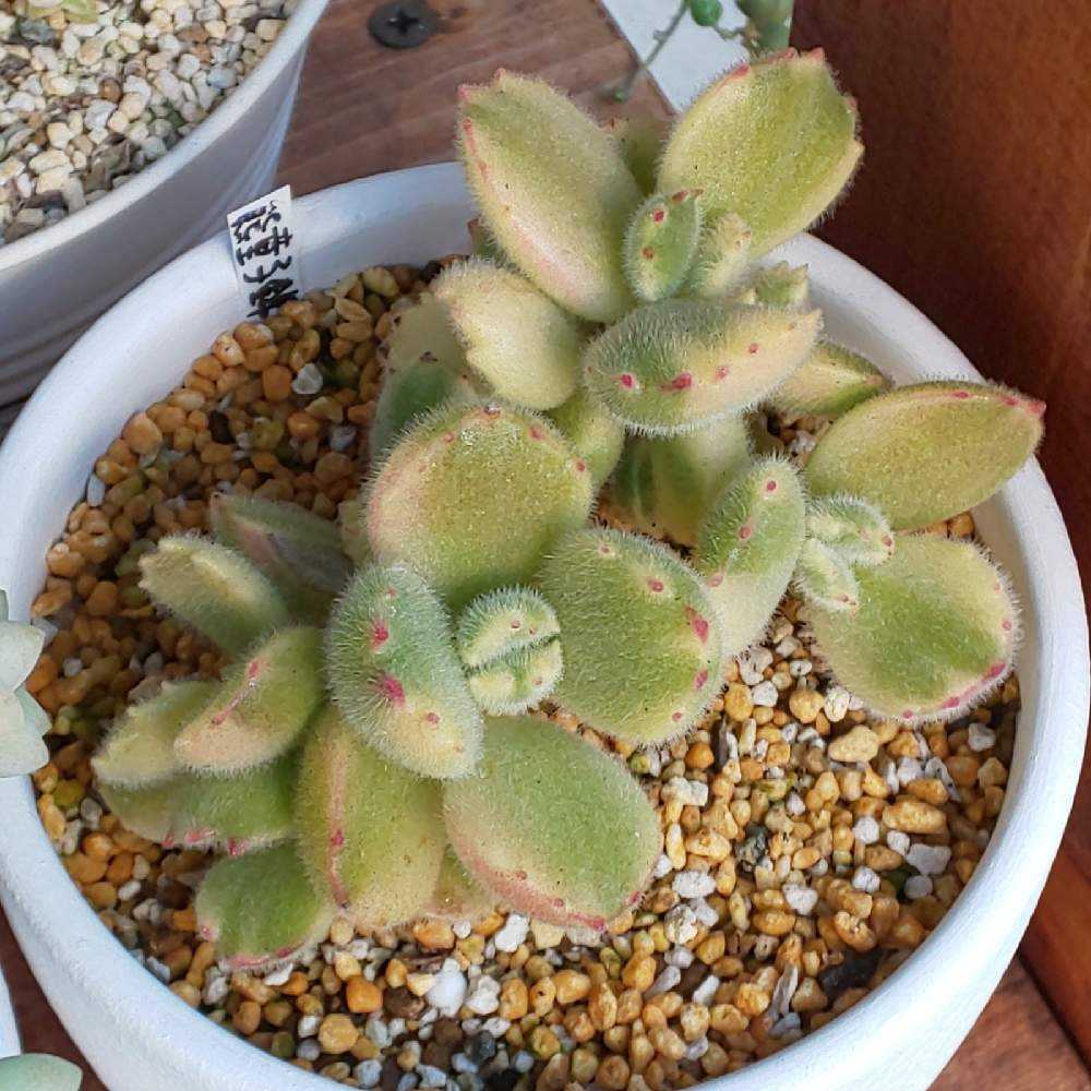 375 熊童子錦(白斑)の生長記録 2022.06.05更新｜🍀GreenSnap（グリーン