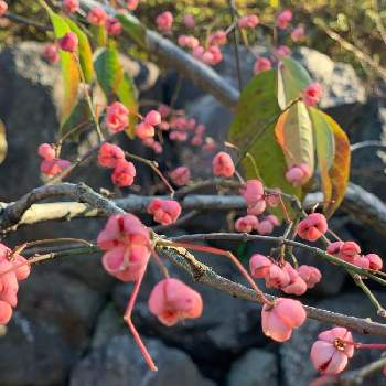マユミの実の画像 by めいたんとママさん | お出かけ先とマユミとマユミの実と桃色の実と#公園でみっけと小さい秋見つけたと秋の気配と#散歩中にみっけとピンクの実