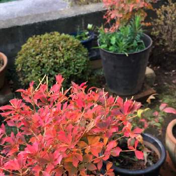 ドウダンツツジの紅葉の画像 by BTMさん | 小さな庭とドウダンツツジの紅葉と和の趣と自然が織りなす色と和の庭と紅葉（こうよう）と晩秋と色変化