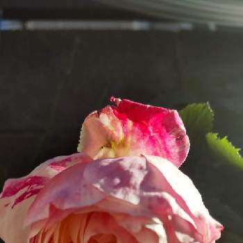可愛いはなの画像 by rinoさん | 車庫と可愛いはなと元気を貰える花とコンテナガーデンと癒しの花とバラが好きとバラを楽しむ