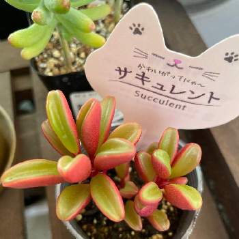 46 割引 安心の定価販売 多肉植物 人気 ペペロミア グラベオレンス 抜き苗 植物 観葉植物 インテリア 住まい 小物 Pumpkinranch Com