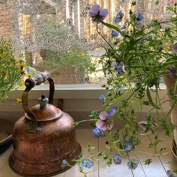 ターシャ・テューダーの画像 by Suuuさん | 窓辺と植物と暮らすと花の気持ちと花と暮らすとターシャ・テューダーとearthworksとターシャの庭に憧れて