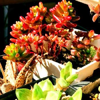 ハオルチア シンビフォルミス京の華 の投稿画像一覧 Greensnap グリーンスナップ ハオルチア シンビフォルミス京の華 の投稿画像一覧 Greensnap グリーンスナップ