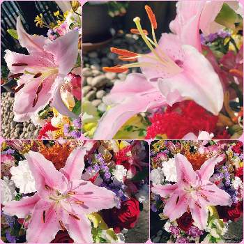カサブランカ　ピンクの画像 by ポポラスさん | 小さな庭とカサブランカ　ピンクとオフコースつながりとGSの輪とポポラスシーベと皆さんに感謝とユーミンつながりとユーミンつながりの皆さんに感謝と花いろいろと横浜LOVERSとワクワククリスマスとザ・青春とゴージャスな花束