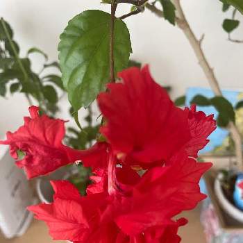 ハイビスカス レッドフラミンゴの画像 by ぷりんちゃんさん | 部屋とハイビスカスとハイビスカス レッドフラミンゴとリビングと花のある暮らし
