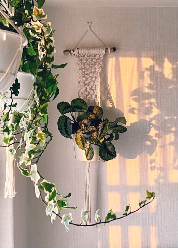 寝室の画像 by Siena0510さん | 寝室とアイビーとスキンダプサスと観葉植物とハンギング