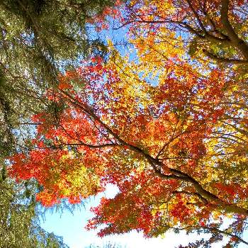 秋色散歩の画像 by さぼさぼさん | お出かけ先とケヤキとイチョウとモミジとヒマラヤスギの木と秋色散歩と医療・介護の皆様に感謝と穏やかな日とコロナに負けるな！と黄色い葉っぱと赤い葉っぱと心和むひと時を…と明日はきっと良い日になると秋の色と2021紅葉発表会と青空と紅葉2021♡