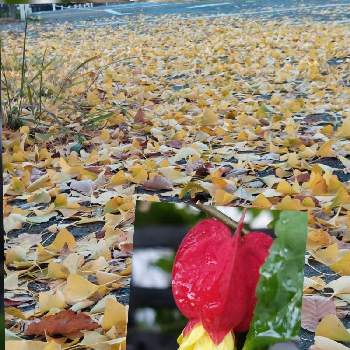 銀杏の落ち葉の画像 by ゴン母さん | 小さな庭とウキツリボク（チロリアンランプ）と銀杏の落ち葉と頂き物と朝散歩と秋の色