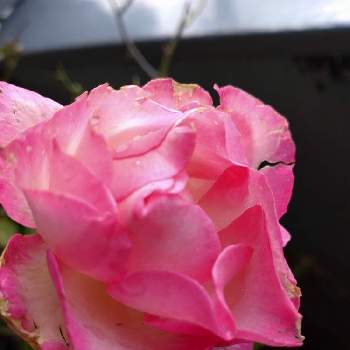 バラ ストロベリーアイスの画像 by かみゅさん | バルコニー/ベランダとバラ ストロベリーアイスとばら バラ 薔薇