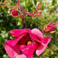 ナニワイバラ,花のある暮らしの画像