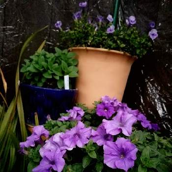 サフィニア・ヘブンリーブルーの画像 by akisakura8さん | 小さな庭とミリオンベルとトレニア カタリーナ ブルーリバーとサフィニア・ヘブンリーブルーとPWとサントリー フラワーズと青い花とビニールハウスと黄色い花と紫の花