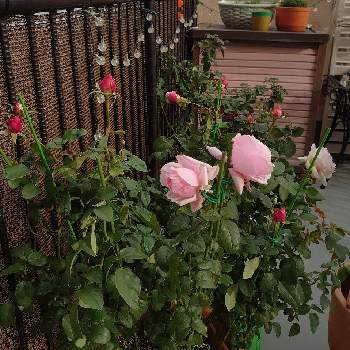 バラ・ビエドゥの画像 by ろまさん | バルコニー/ベランダとバラ・ビエドゥと木立性とばら バラ 薔薇