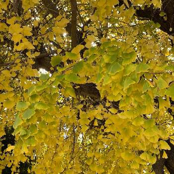 イチョウの黄葉の画像 by ミーシーさん | お出かけ先とイチョウの黄葉とビューティフル サンデーといつもの公園とお出かけ先で出会った花とステキな眺めと葉っぱ大好きとチーム☆YOKOHAMA☆とスマホで撮影