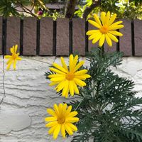 ユリオプスデージー,鉢植え,花壇,ガーデニング,庭木の画像