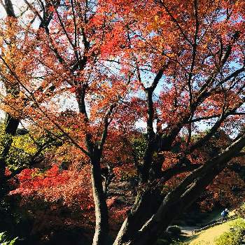 旧古河庭園の画像 by みみさん | お出かけ先と紅葉と 紅葉と公園と旧古河庭園と青空とiPhone撮影