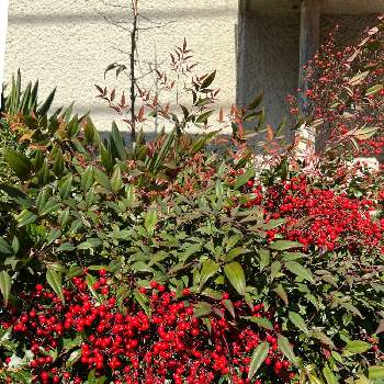 秋の実りの画像 by ひみつのアッコちゃんさん | お出かけ先と南天の赤い実。と私のお気に入りと秋の実りと地植えの植物