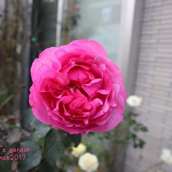 イブピアッチェ の投稿画像一覧 Greensnap グリーンスナップ イブピアッチェ の投稿画像一覧 Greensnap グリーンスナップ