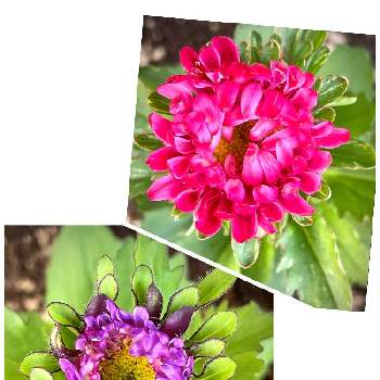菊科の花の画像 by のんさん | 玄関とアスターと菊科の花と咲きかけ