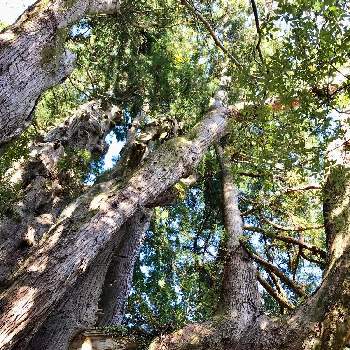 樹木 杉の木の画像 by ゆうこさん | お出かけ先と樹木 杉の木と我が故郷