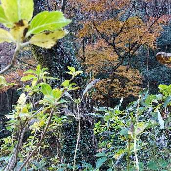 ヤブミョウガの実の画像 by パープルさん | お出かけ先とヤブミョウガの実と太平山と2020年5月同期と初冬の風景♪と紅葉した葉とジャノヒゲ?と濃紫の実