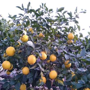 レモン　実の画像 by ドライフラワーさん | 小さな庭と柑橘類とレモンシロップとさわやかと宿根・多年草とレモン　実