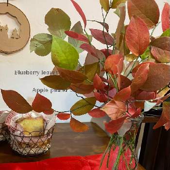 おうちカフェの画像 by ナツメグさん | キッチンとブルーベリーの葉とスィーツプレゼントと懐かしのハイデルベルクとりんごとケーキとインテリアと植物と紅葉（こうよう）とおうちカフェとストウブと今日のデザート