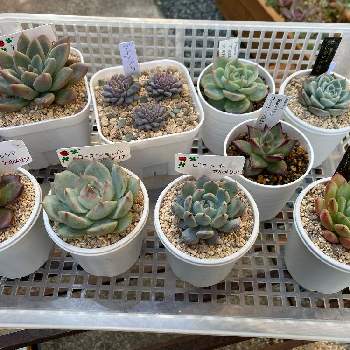 増えすぎ多肉の投稿画像一覧 Greensnap グリーンスナップ