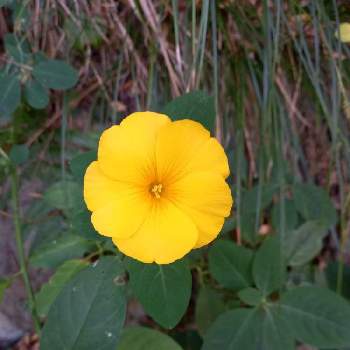 雲南月光花の投稿画像一覧 Greensnap グリーンスナップ 雲南月光花の投稿画像一覧 Greensnap グリーンスナップ