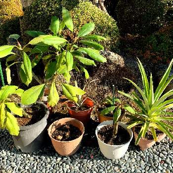 アボガドの画像 by つかささん | 小さな庭とフィリピンパイナップルとアボガドとプルメリアと台湾パイナップル