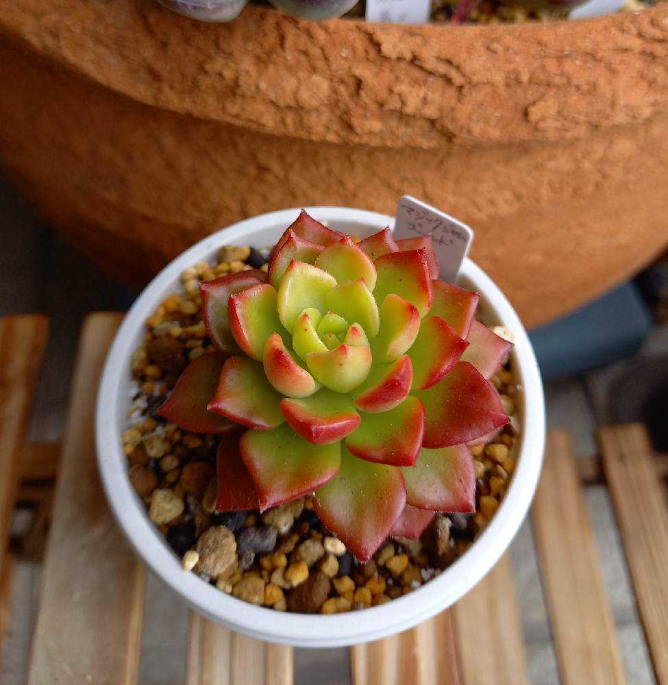 252🌹✂マジックジャムゴールド｜🍀GreenSnap（グリーンスナップ）